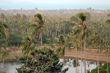 Image showing Rainforest