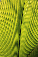 Image showing Green leaf palm