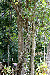 Image showing Rainforest