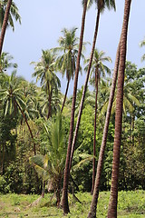 Image showing Rainforest