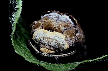 Image showing Adult goat moth. Cossus cossus.