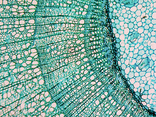 Image showing Tilia stem micrograph