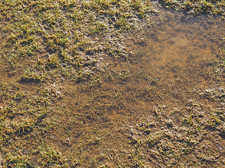 Image showing Marshland background