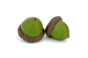 Image showing Two Acorns