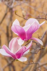 Image showing blooming magnolia