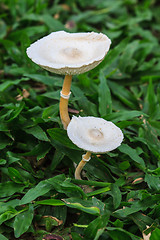 Image showing close up mushroom in deep forest