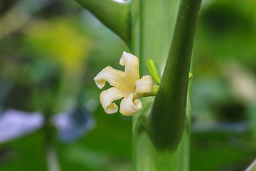 Image showing papaya tree with flowers 