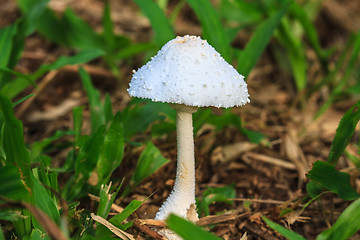 Image showing close up mushroom in deep forest