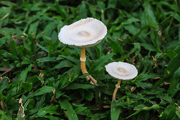 Image showing close up mushroom in deep forest