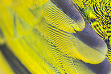 Image showing feather of Black-headed Bulbu