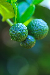 Image showing Bergamot on Tree 