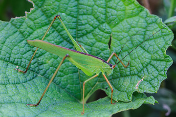 Image showing Grasshopper perching on a leaf