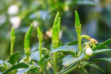 Image showing white chili flower in the garden 