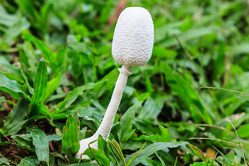 Image showing close up mushroom in deep forest
