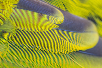 Image showing feather of Black-headed Bulbu