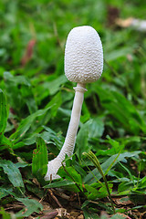 Image showing close up mushroom in deep forest