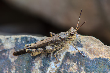 Image showing Grasshopper perching on stone