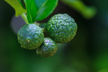 Image showing Bergamot on Tree 