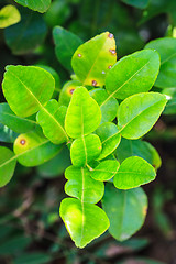 Image showing leaves of Bergamot