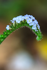 Image showing Heliotropium indicum flower