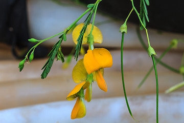 Image showing Sesbania flower 