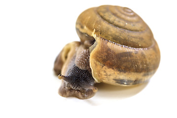 Image showing Garden snail on white background 