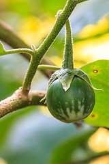 Image showing  eggplant on tree in garden