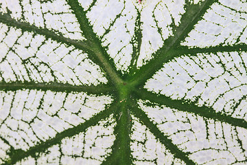 Image showing Close up
water drop on caladium leaves