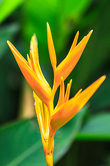 Image showing Bird of Paradise flower