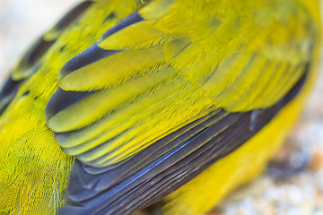 Image showing feather of Black-headed Bulbu