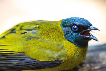 Image showing Black-headed Bulbul, Pycnonotus atriceps