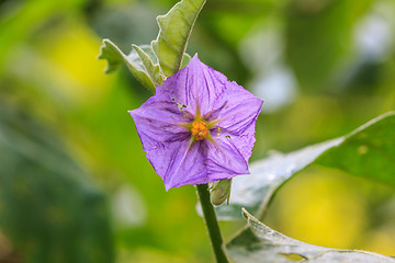 Image showing eggplant flowers blooming in nature