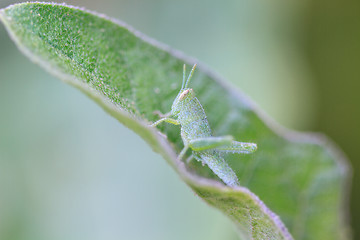 Image showing Grasshopper perching on a leaf