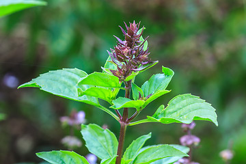 Image showing Fresh basil and blossom