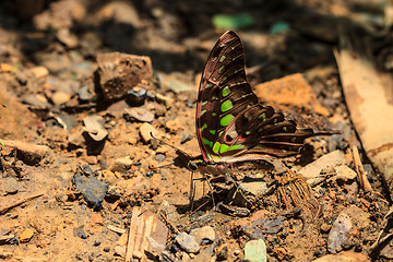 Image showing Beautiful Butterfly on ground