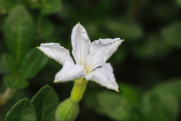 Image showing beautiful wild flower in forest