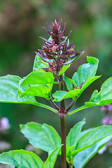 Image showing Fresh basil and blossom