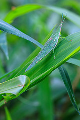 Image showing Grasshopper perching on a leaf