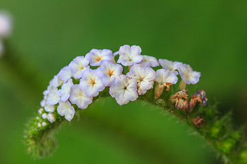 Image showing Heliotropium indicum flower