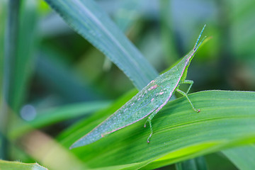 Image showing Grasshopper perching on a leaf