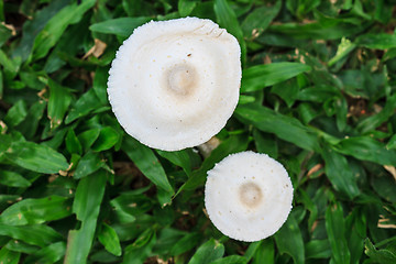 Image showing close up mushroom in deep forest