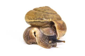 Image showing Garden snail on white background 