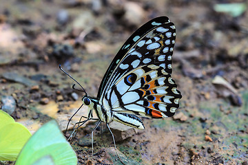 Image showing Beautiful Butterfly on ground