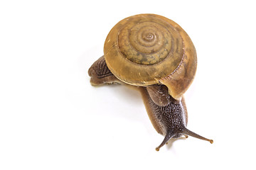 Image showing Garden snail on white background 