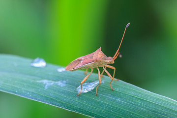 Image showing Insect on leaf