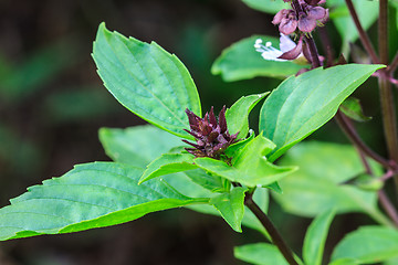 Image showing Fresh basil and blossom