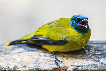 Image showing Black-headed Bulbul, Pycnonotus atriceps