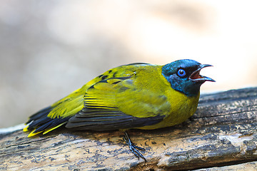 Image showing Black-headed Bulbul, Pycnonotus atriceps