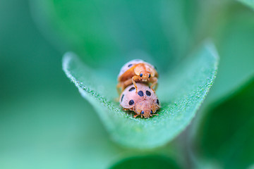Image showing ladybird on green leaf 