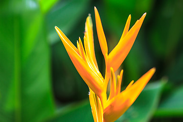 Image showing Bird of Paradise flower